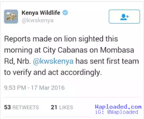 Video: Man Injured by wild Lion roaming on the streets in Nairobi, Kenya